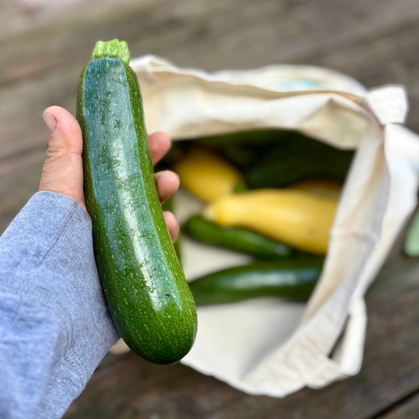 Summer Squash & Zucchini