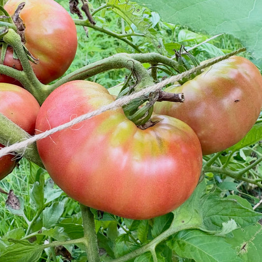 Slicer Tomato