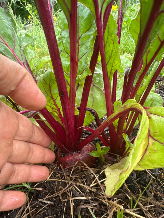 Beets - Froggy House Organic Farm and Chocolate Factory