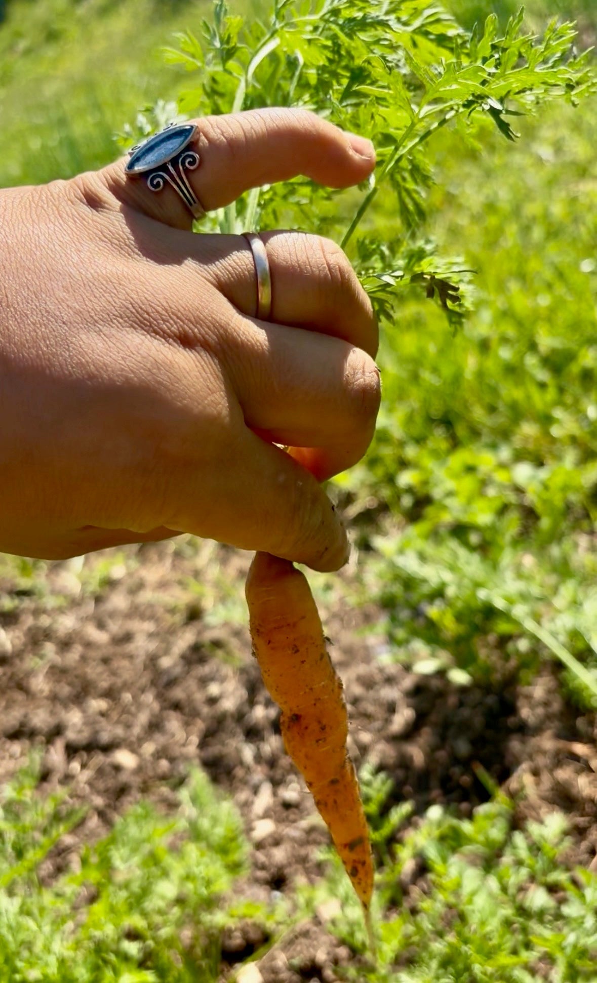 Carrots - Froggy House Organic Farm and Chocolate Factory