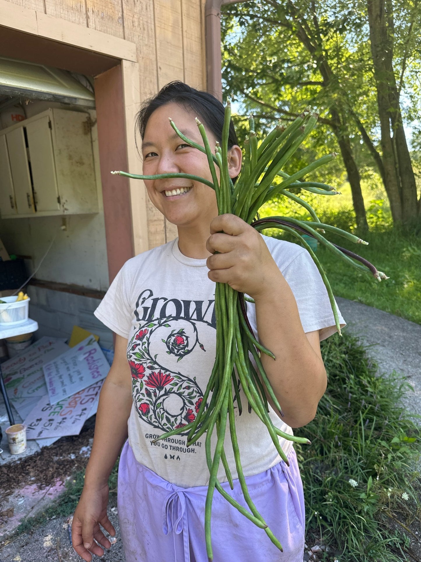 Green beans / asparagus beans - Froggy House Organic Farm and Chocolate Factory
