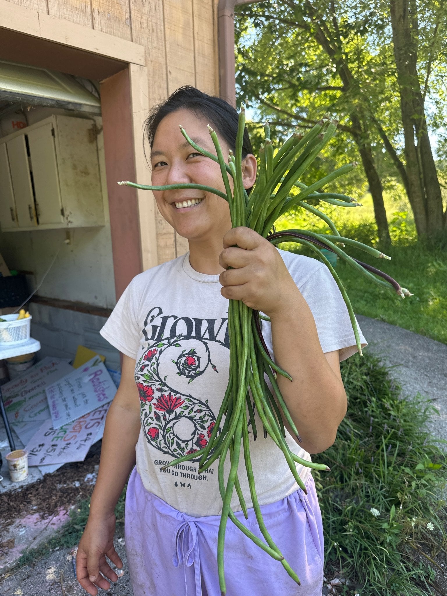 Green beans / asparagus beans - Froggy House Organic Farm and Chocolate Factory
