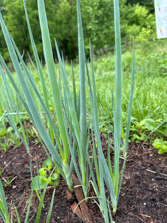 Green Onions - Froggy House Organic Farm and Chocolate Factory