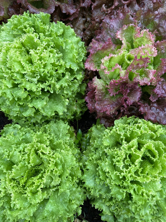 Lettuce - Froggy House Organic Farm and Chocolate Factory