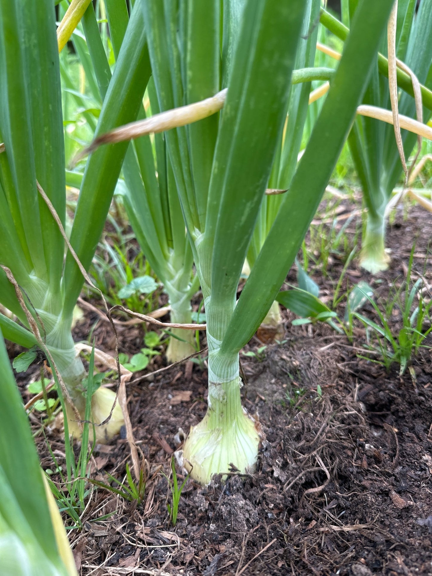 Onion - Froggy House Organic Farm and Chocolate Factory